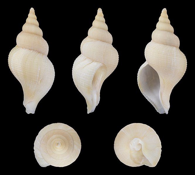 File:Neptunea contraria 01.jpg