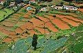 Vegetable plantation