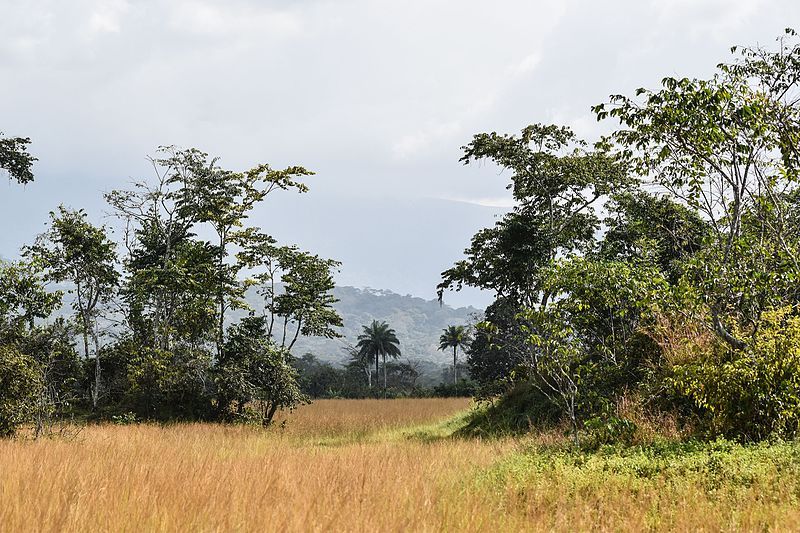 File:Nimba savana.jpg