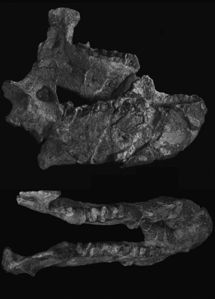 File:Obergfellia occidentalis mandible.tif