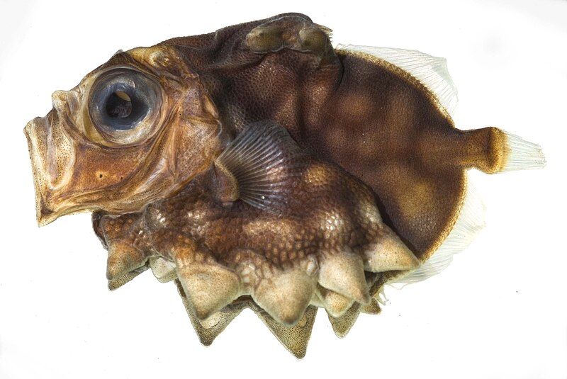 File:Oreosoma atlanticum SI.jpg