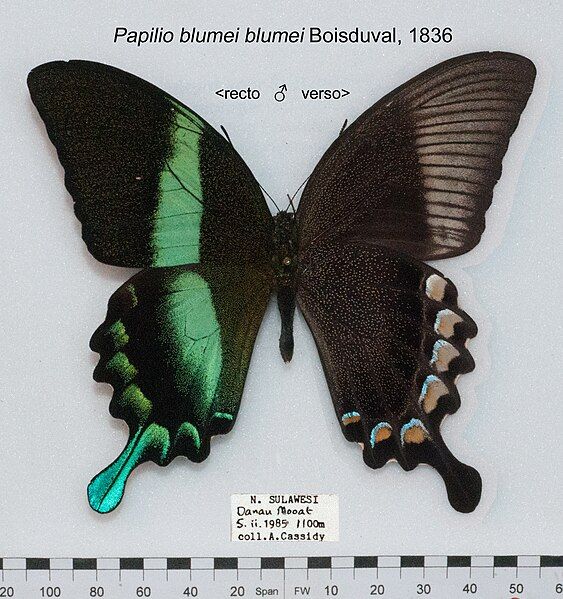 File:PapilioBlumeiMUpUnAC1.jpg