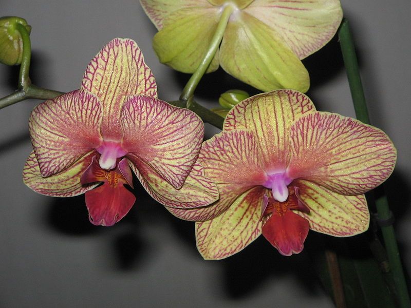 File:Phalaenopsis cv05b.jpg