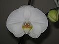 Phalaenopsis white cultivar close-up