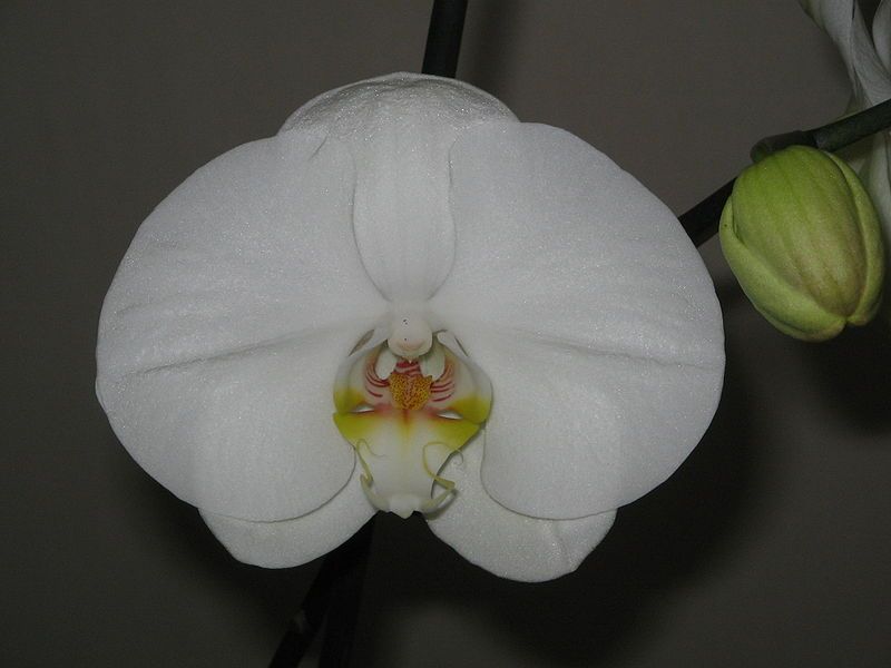 File:Phalaenopsis cv white3.jpg