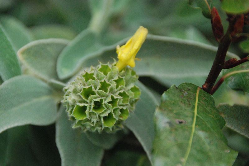 File:Phlomis 001.jpg