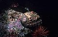 The pink abalone, Haliotis corrugata