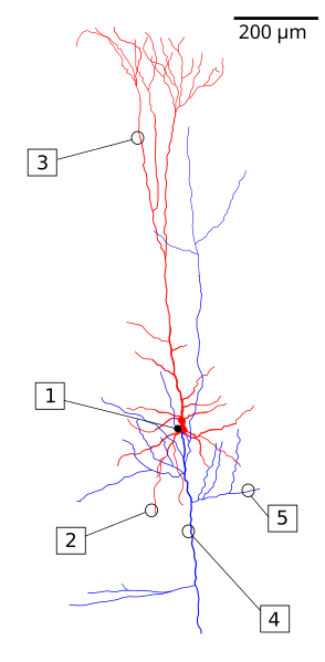 File:Piramidal cell.svg