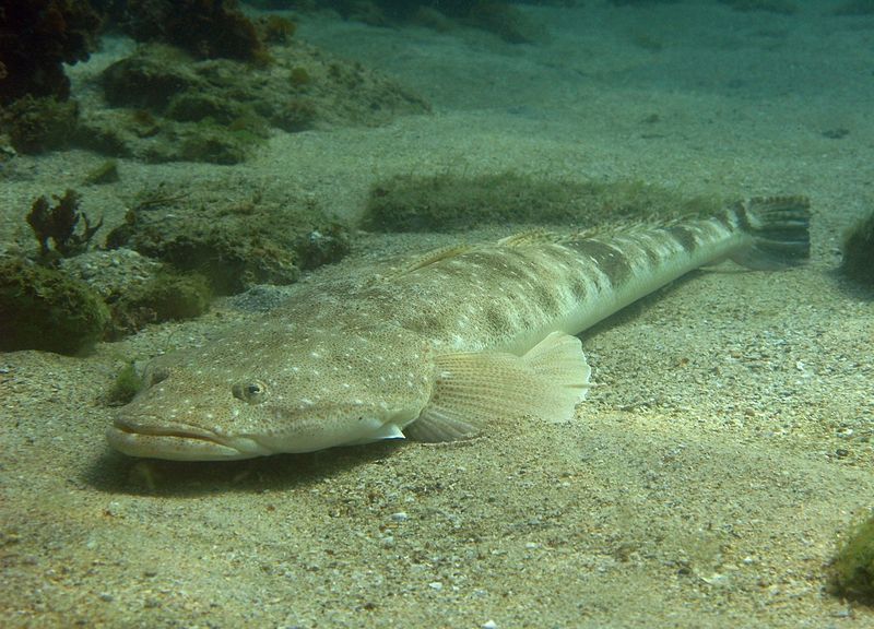 File:Platycephalus fuscus 1.jpg