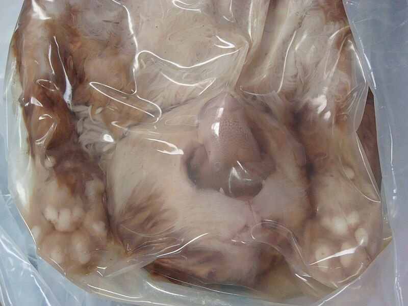 File:Preserved Cat.jpg