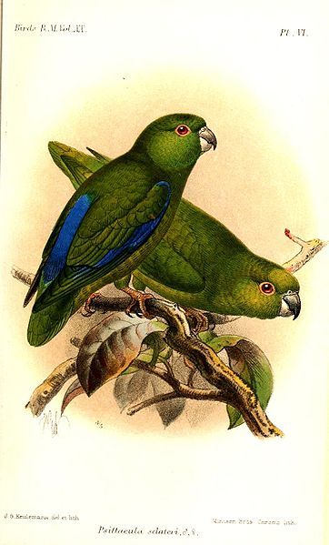 File:PsittaculaSclateriKeulemans.jpg