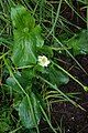 white marsh marigold, ditto