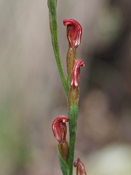 File:Pterostylis amabilis.jpg