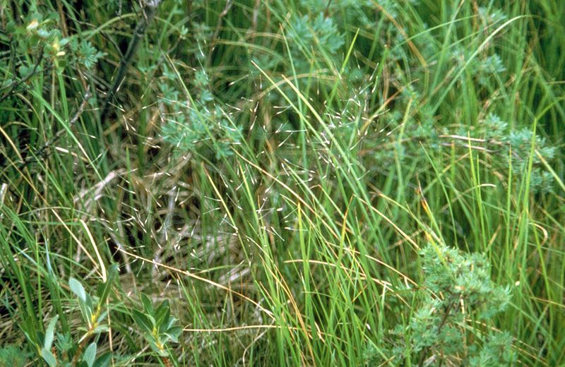 File:Ptilagrostis porteri.jpg