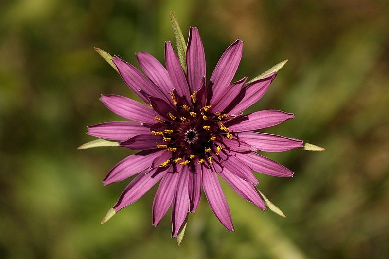 File:Purple salsify (7356683346).jpg