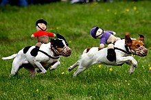 Two terrier dogs run through grass. They are wearing muzzles and have crocheted dolls dressed as horse racers on their backs.