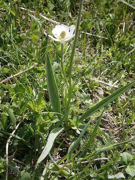 File:Ranunculus kuepferi 002.JPG