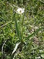 Ranunculus kuepferi