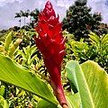 Emergent bloom at a plant nursery, Hamakua coast, Hawaii.