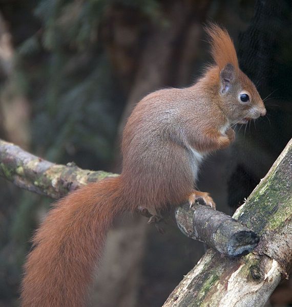 File:Red Squirrel 1c.jpg