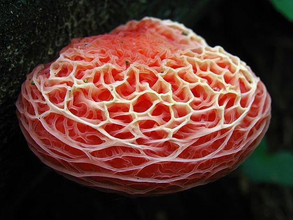 The "wrinkled peach" fungus