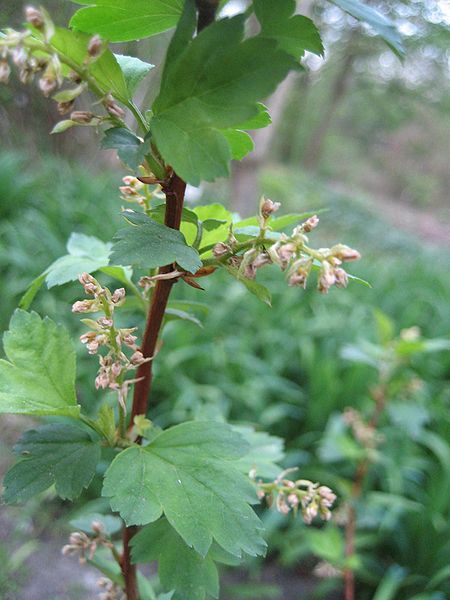 File:Ribes maximowiczianum (Flower).jpg