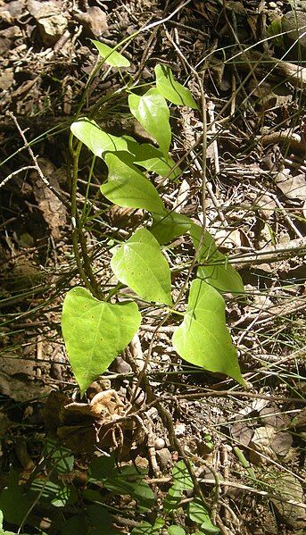 File:Sarcopetalum harveyanum seedling.jpg