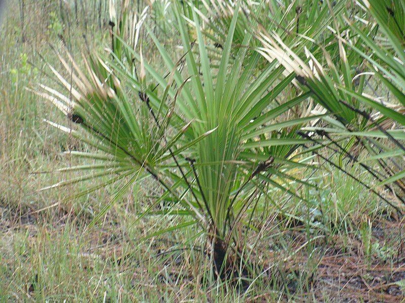 File:Saw Palmetto.JPG