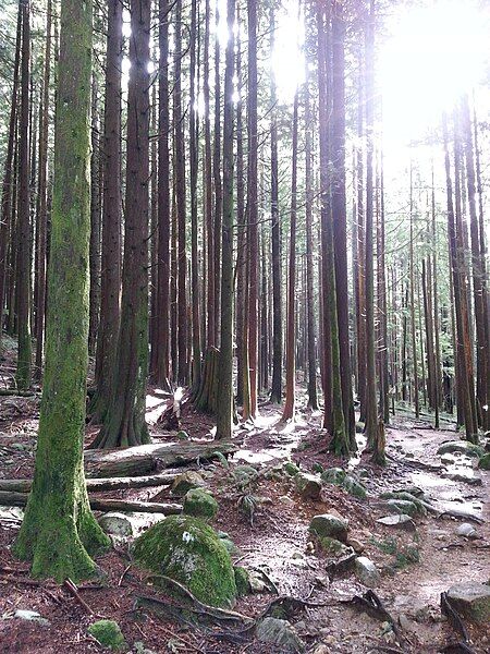 File:Secondgrowth LynnCanyonPark.jpg