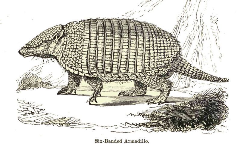 File:SixBandArmadilloLyd.jpg