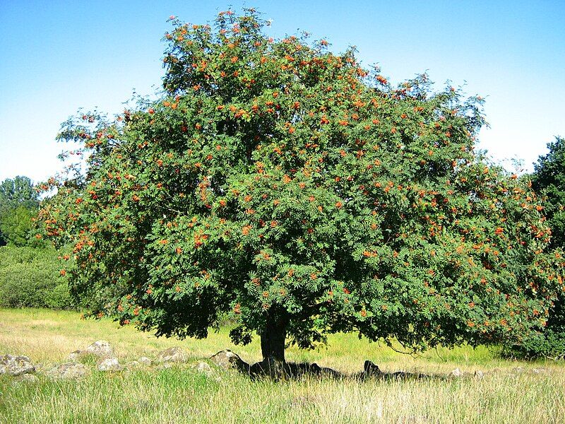 File:Sorbus-aucuparia-bei-Gatschow-27-07-2008-094.jpg