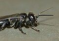 T. nigerrimus side view, close up, observed near Dunedin, New Zealand