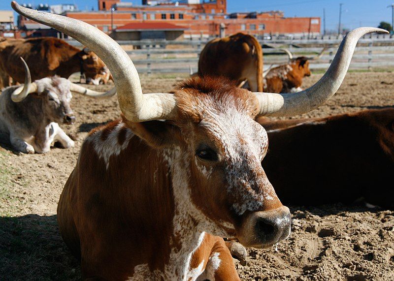 File:TexasLonghornCattle.jpg