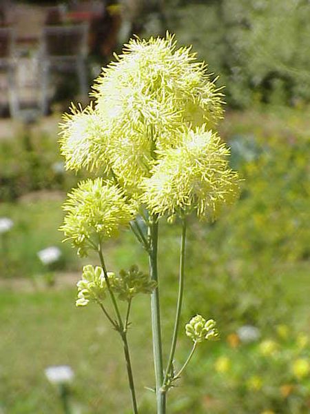 File:Thalictrum glaucum0.jpg