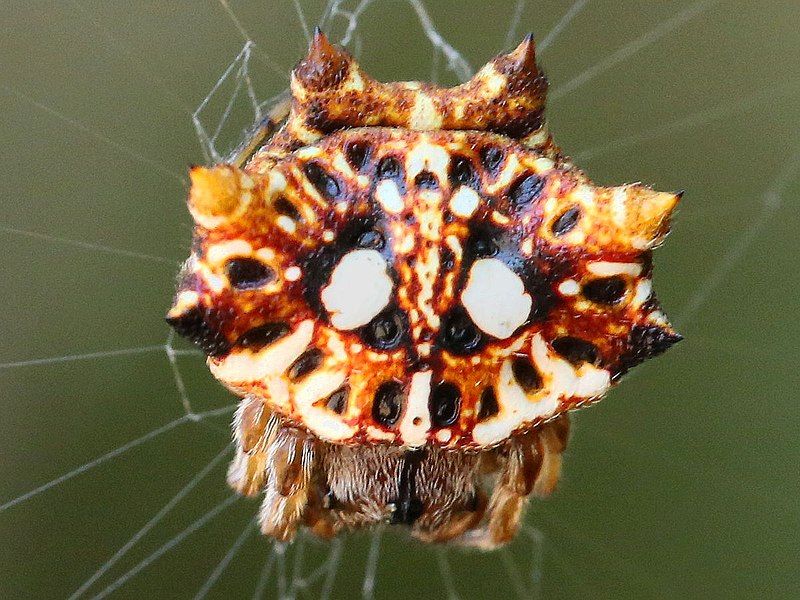 File:Thelacantha brevispina-female.jpg