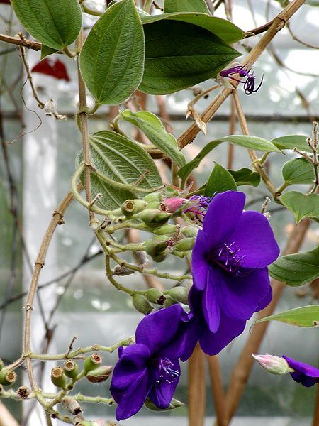 File:Tibouchina semidecandra 2.jpg