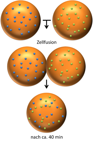 File:Versuch zum Fluid-Mosaic-Modell.png