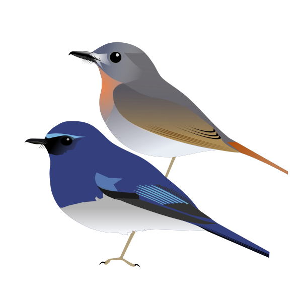 File:WhitebelliedFlycatcher.svg