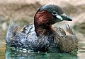 Little grebe, Tachybaptus ruficollis