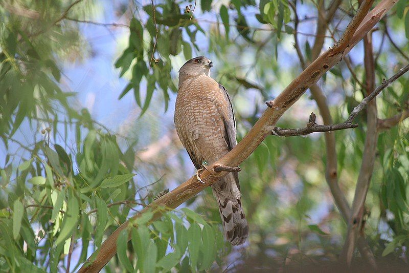 File:Accipiter striatus 3.jpg