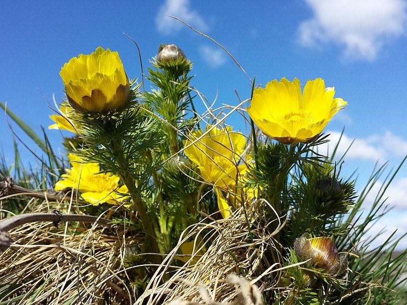 File:Adonis vernalis sl10.jpg