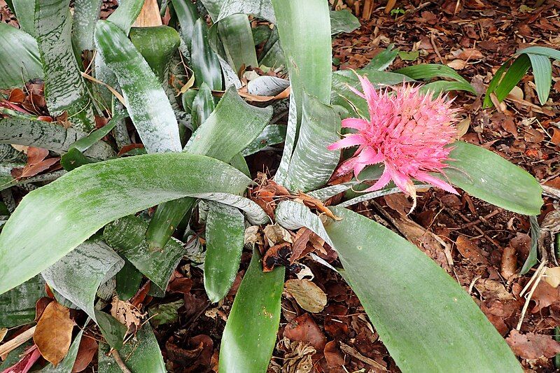 File:Aechmea fasciata kz2.JPG