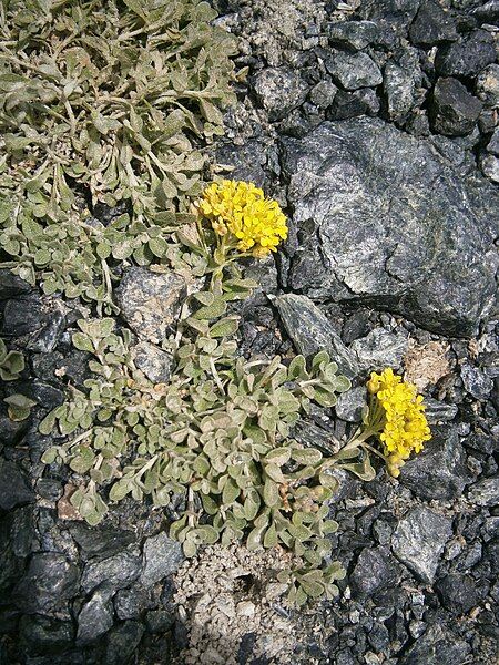 File:Alyssum cuneifolium 002.JPG