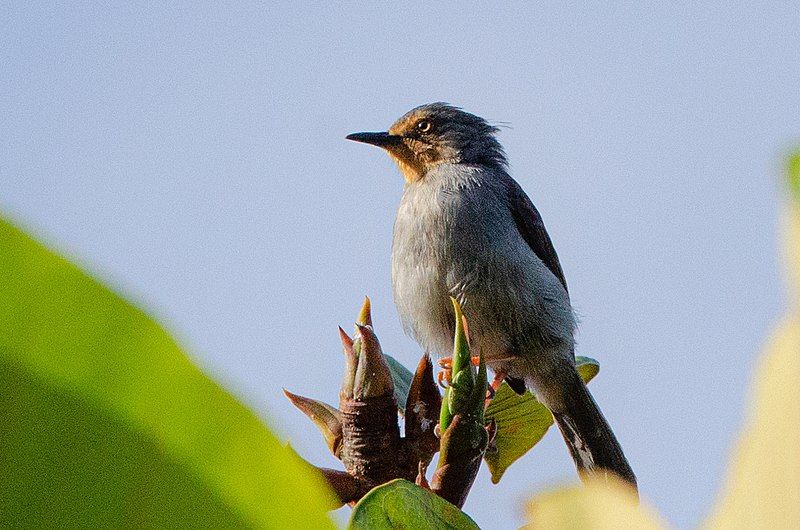 File:Apalis bamendae 81145859.jpg