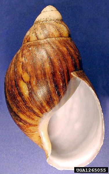 File:Archachatina marginata shell.jpg