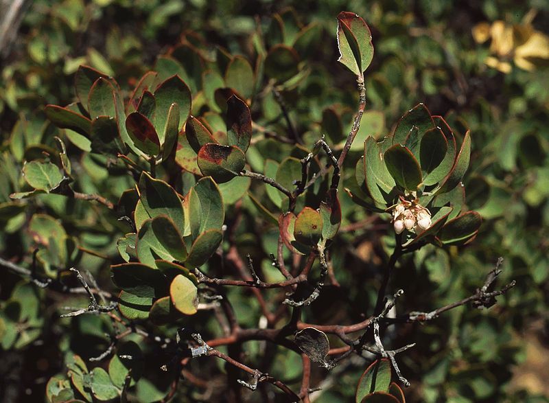 File:Arctostaphylos glandulosa.jpg