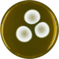 Aspergillus undulatus growing on MEAOX plate