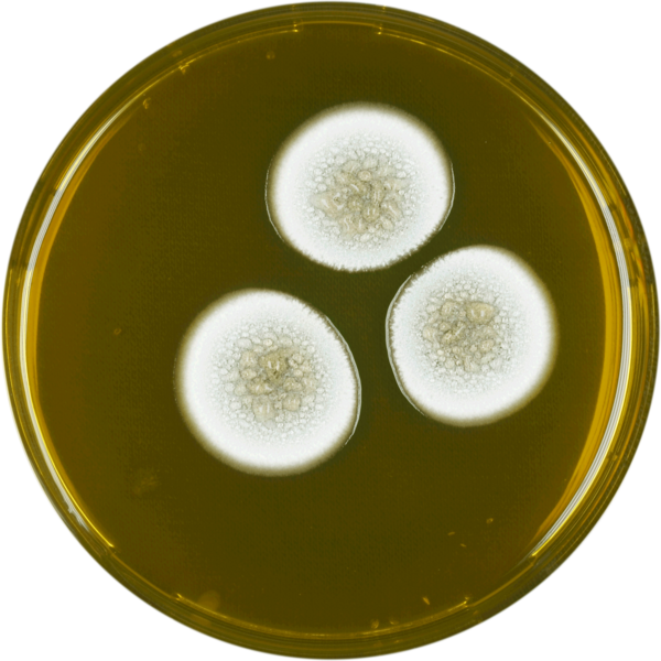 File:Aspergillus undulatus meaox.png