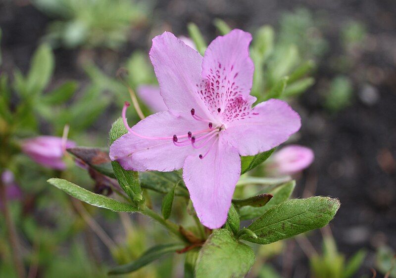 File:Azalea-rhododendron yedoense.jpg