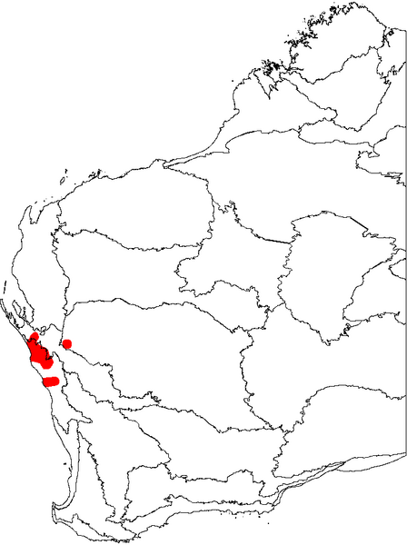 File:Banksia lindleyana map.png